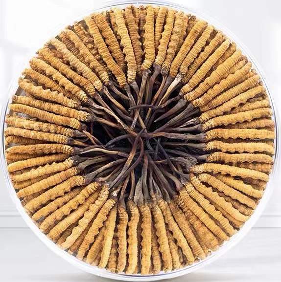 项城冬虫夏草回收